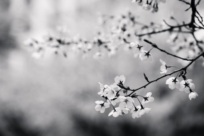 Black and white cherry blossoms on branches