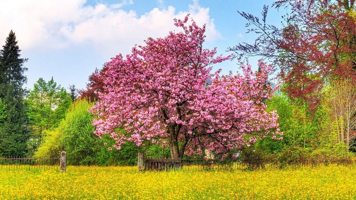 Pink cherry blossom tree in a field of yellow flowers