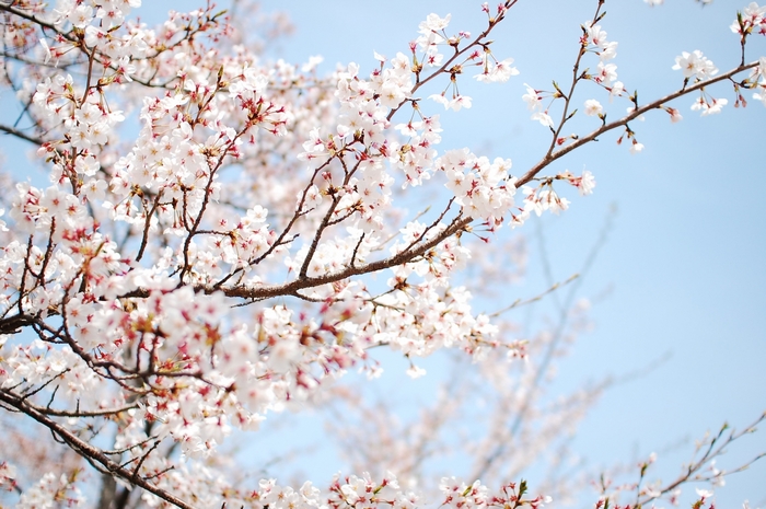 Cherry blossoms against a blue sky