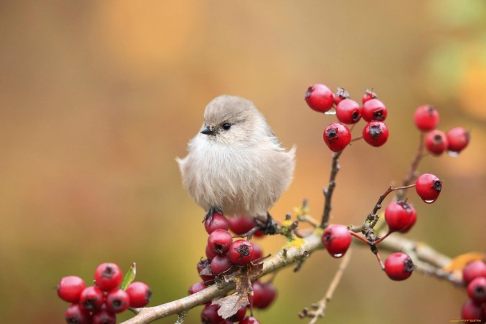 A small bird perched on a branch with red berries