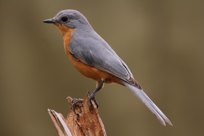 Orange-breasted bird perched on a branch