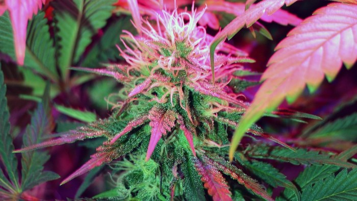 Close-up of a flowering cannabis plant under pink lights