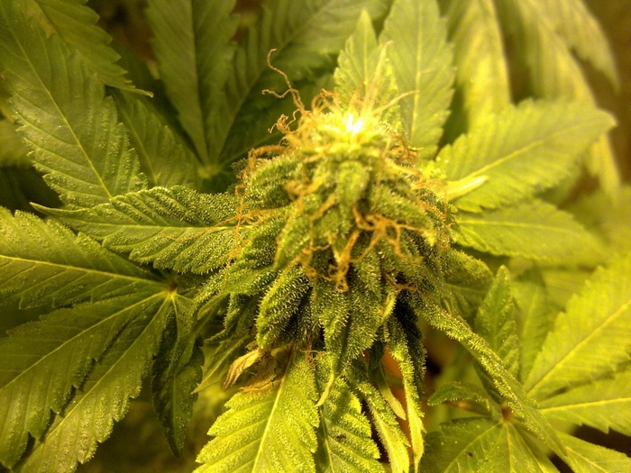 Marijuana plant with trichomes and pistils