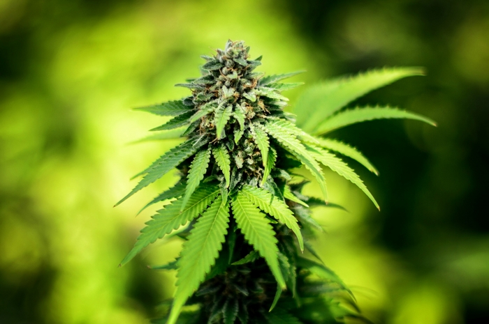 Marijuana plant bud with green leaves