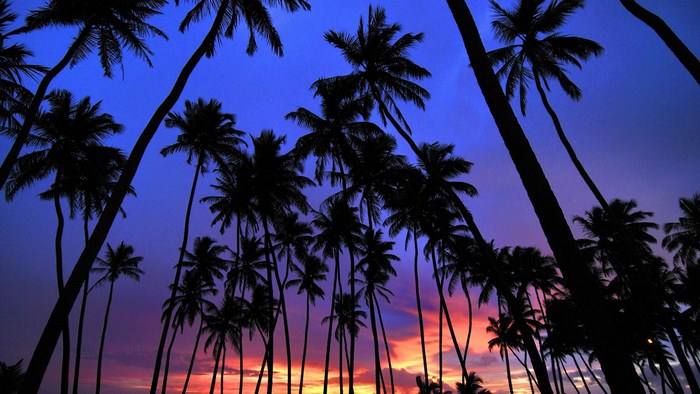 Palm trees silhouetted against a colorful sunset sky
