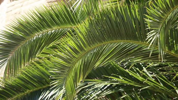 Close-up of green palm tree fronds
