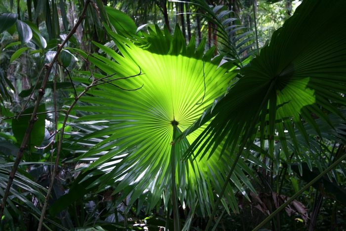 Palm tree leaves in a forest