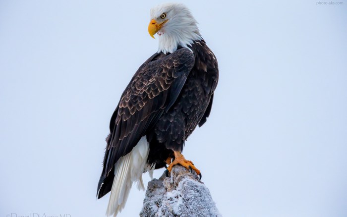 Bald Eagle perched on a snowy rock