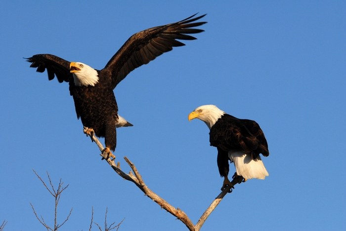 Two bald eagles perched on a tree branch