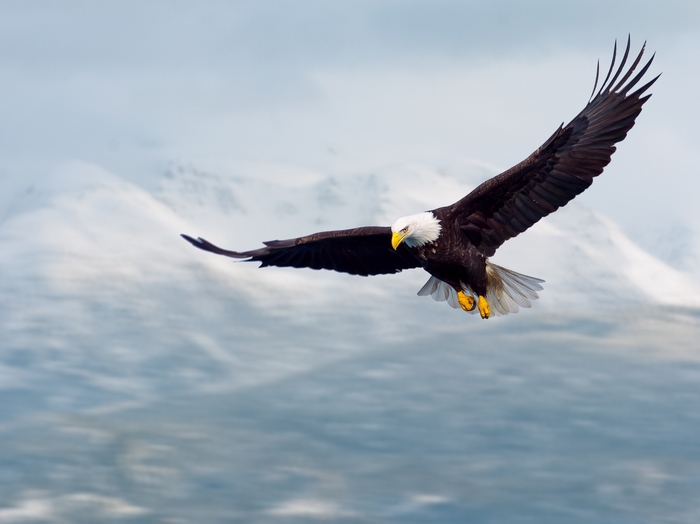 Bald Eagle in Flight Over Snowy Mountains