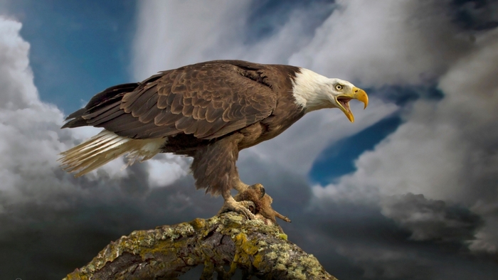 Bald eagle perched on a branch against stormy sky