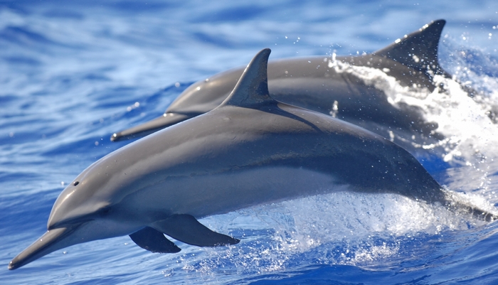 Two dolphins swimming in blue ocean water
