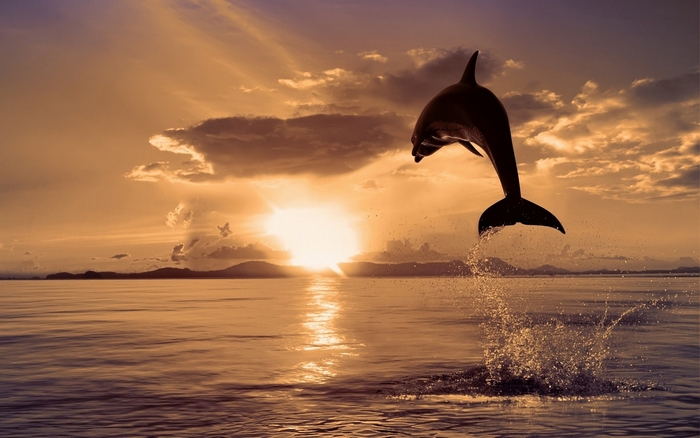Dolphin jumping at sunset