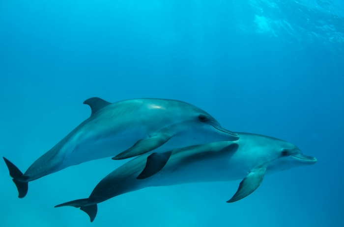 Two Dolphins Swimming in Blue Water
