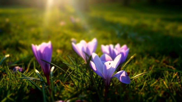 Purple crocuses in green grass with sun rays
