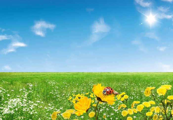 Spring meadow with flowers and ladybug
