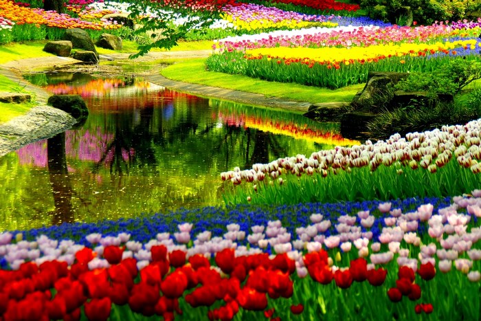 Colorful tulips and a stream in a garden