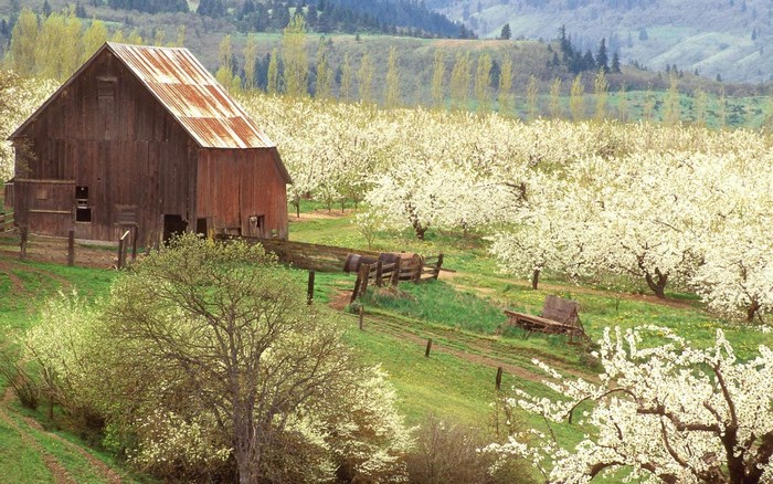 Barn in a blooming orchard
