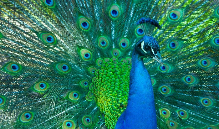 Peacock displaying its vibrant feathers