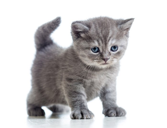 Cute grey kitten with blue eyes