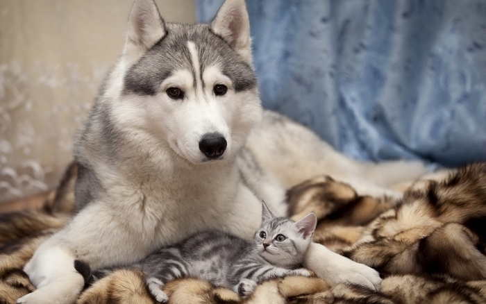 Husky dog and kitten on a fur rug