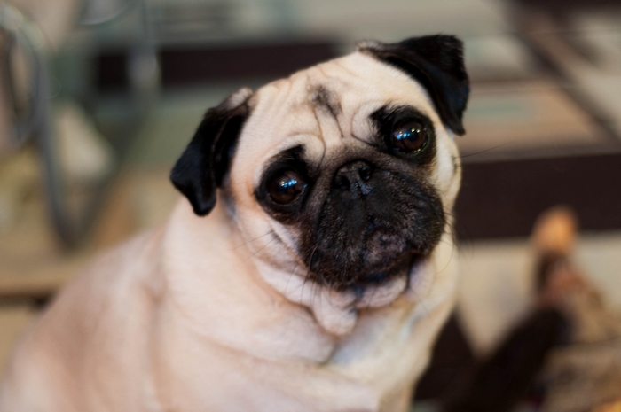 Close-up of a fawn pug