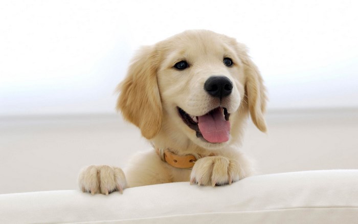 Golden Retriever puppy on a couch