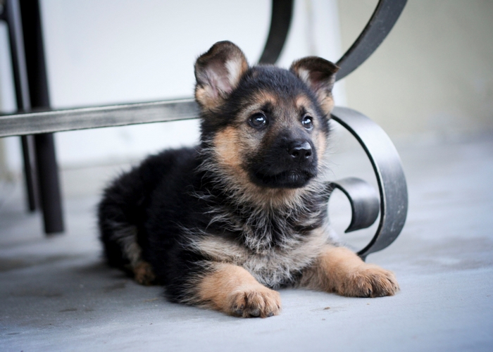 German Shepherd Puppy Lying Down
