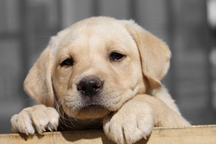 Yellow Labrador puppy resting its head