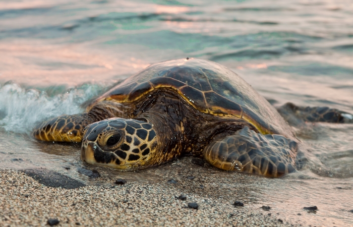 Sea Turtle on Sandy Beach with Waves