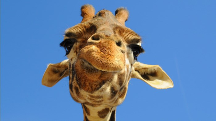 Close-up of a giraffe's face against a blue sky