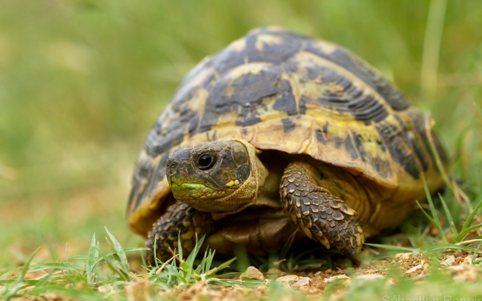 Tortoise on a grassy field