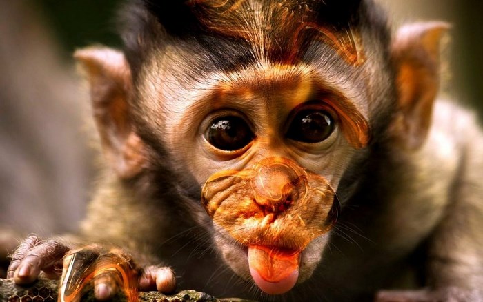Close-up of a monkey sticking its tongue out