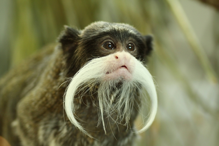 Emperor tamarin monkey with white mustache