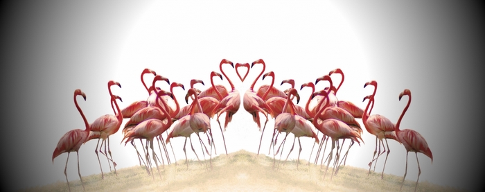 Flamingos forming heart shapes