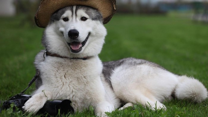 Husky dog wearing a cowboy hat with a camera