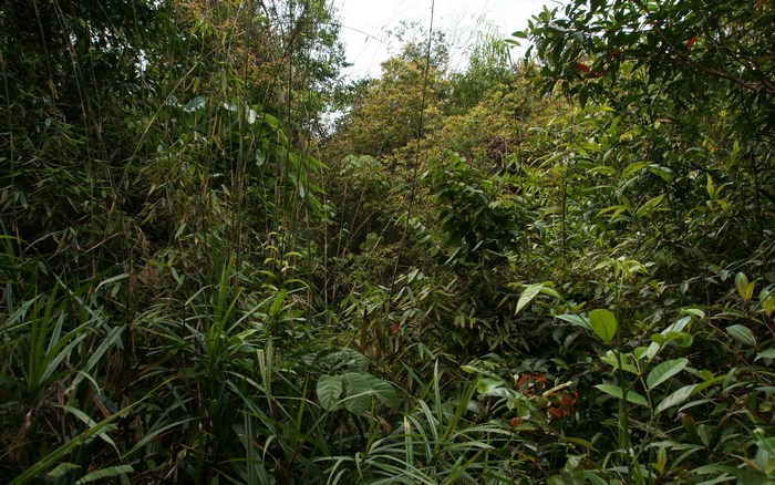 Dense jungle with bamboo and various plants