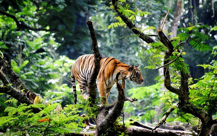 Tiger in a lush green jungle