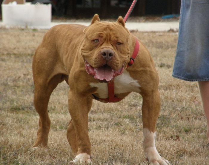 Muscular Pitbull dog on a leash