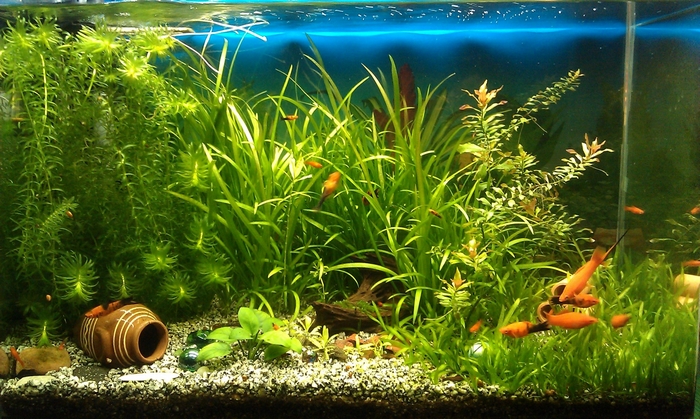 Aquarium with fish and plants