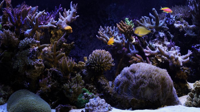 Aquarium with colorful corals and fish