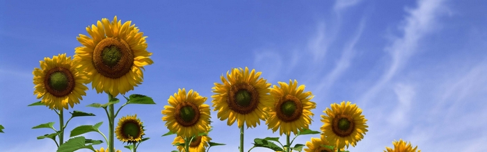 Sunflowers against a blue sky