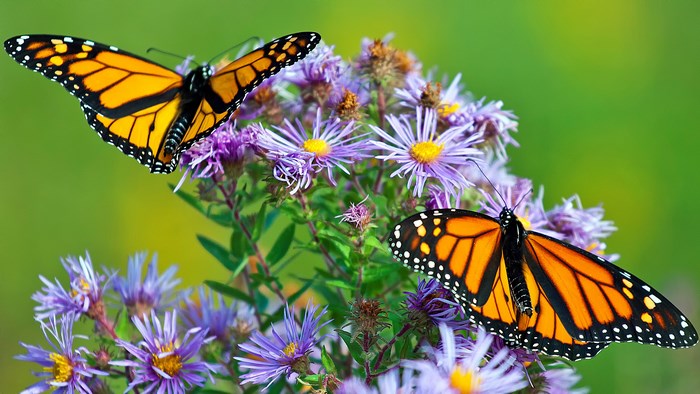 Two Monarch Butterflies on Purple Flowers
