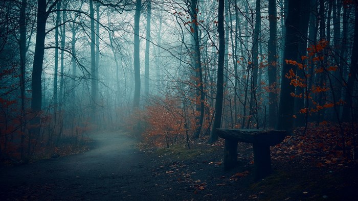 Misty forest path with a stone bench