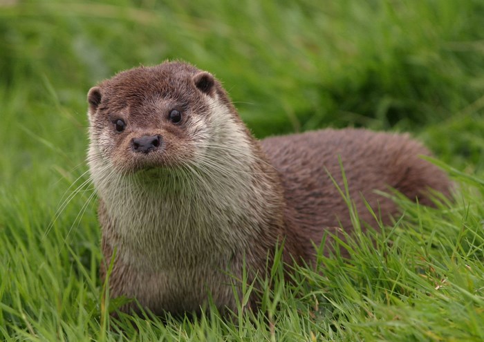 Otter in green grass