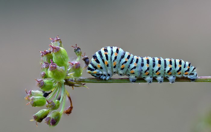 Black Swallowtail caterpillar on a plant stem