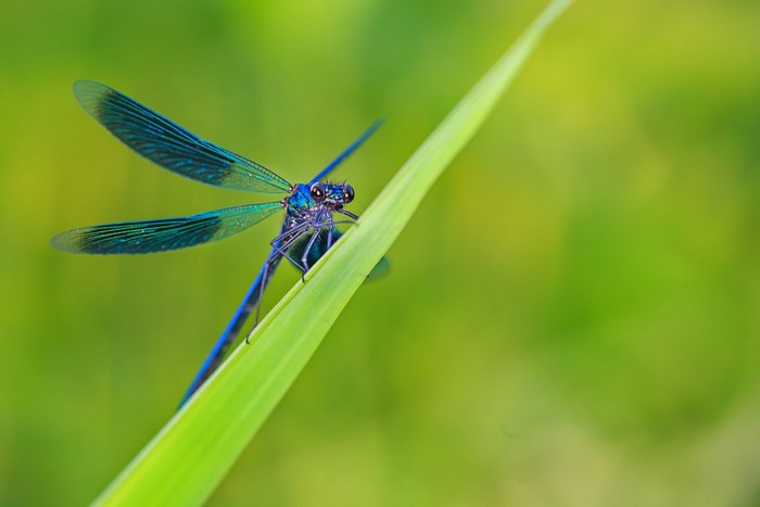 Blue dragonfly on a green blade of grass