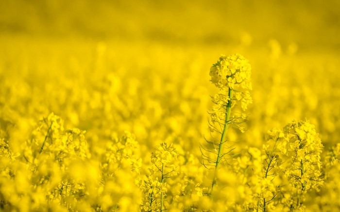 Field of yellow flowers