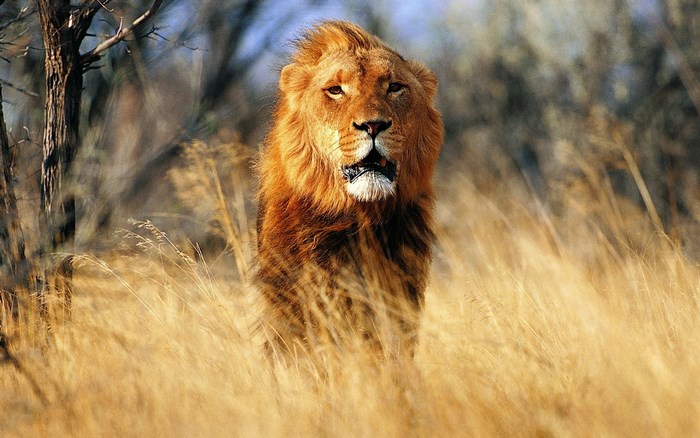 Lion with mane in tall grass