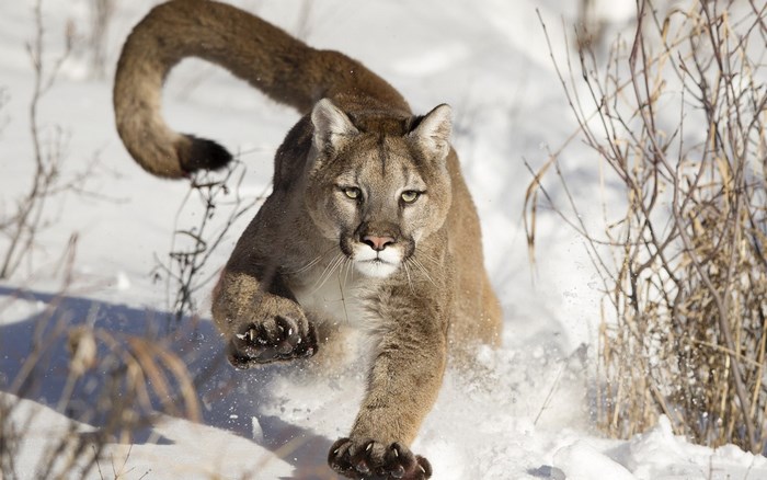 Cougar Hunting in Snowy Landscape